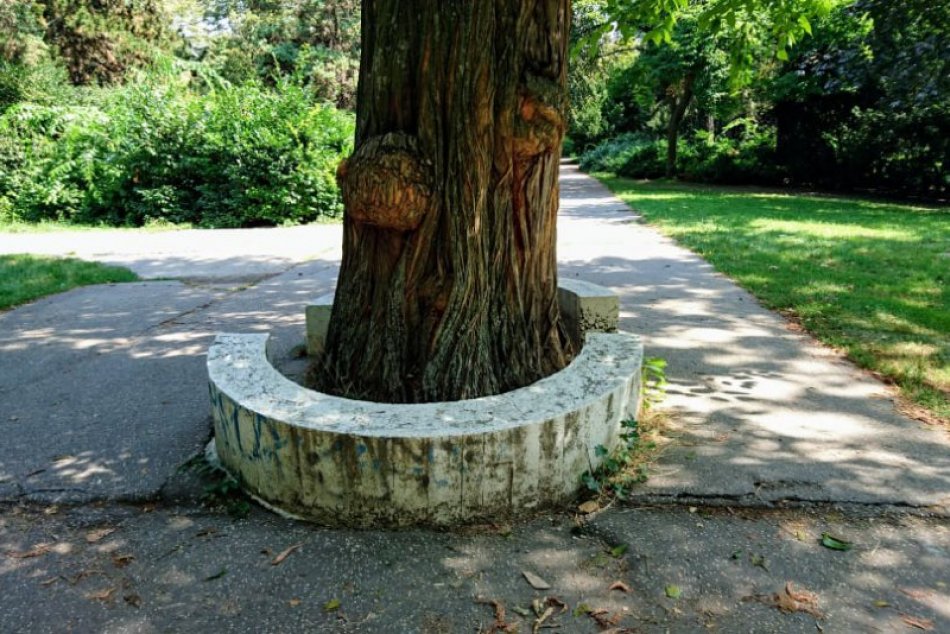 Ilustračný obrázok k článku Dávajte si pozor! Mnohé stromy v Sade Janka Kráľa predstavujú bezpečnostné riziko