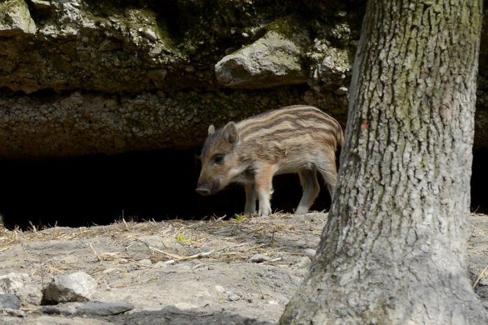 Ilustračný obrázok k článku Na Ťahanovciach bude obmedzená doprava. Môžu za to diviaky, ktoré napádajú ľudí!