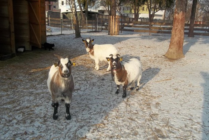 Ilustračný obrázok k článku Zvieratám v parku neprospieva dokrmovanie: Najradšej majú čistú vodu, FOTO