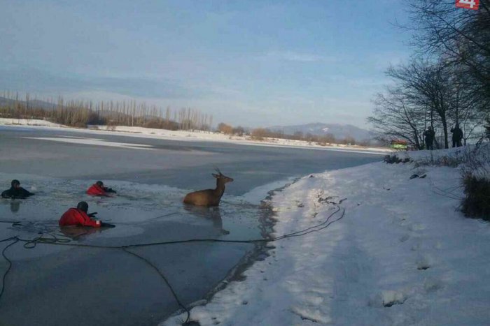 Ilustračný obrázok k článku Najkurióznejší zásah trenčianskych hasičov 2018? Záchrana jeleňa nie je všetko, FOTO