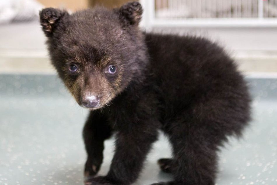 Ilustračný obrázok k článku Na východe otvoria hranice pre divú zver: Ochránia medveďa, vlka aj rysa