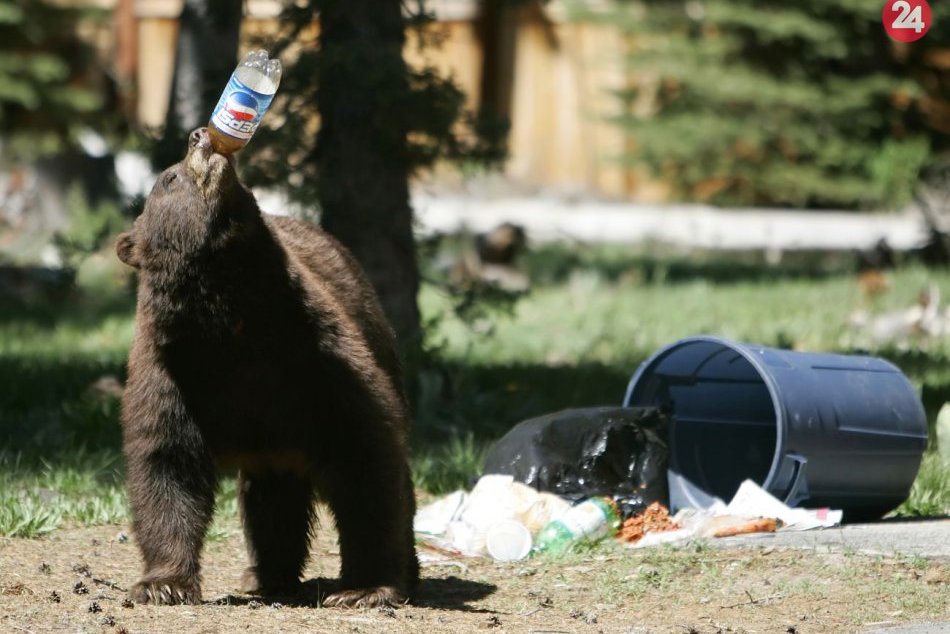 Ilustračný obrázok k článku Prípad medveďa v Ružomberku: Toto je opatrenie mestských policajtov, VIDEO