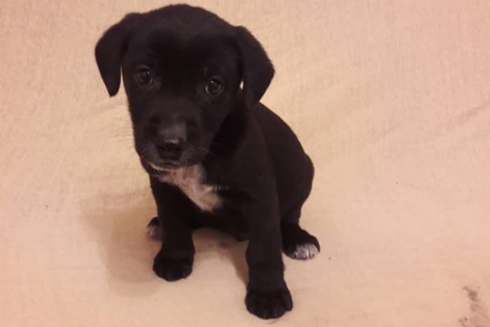 Ilustračný obrázok k článku Pomôžete im nájsť nový domov? FOTO trenčianskych psov, ktorí čakajú na adopciu