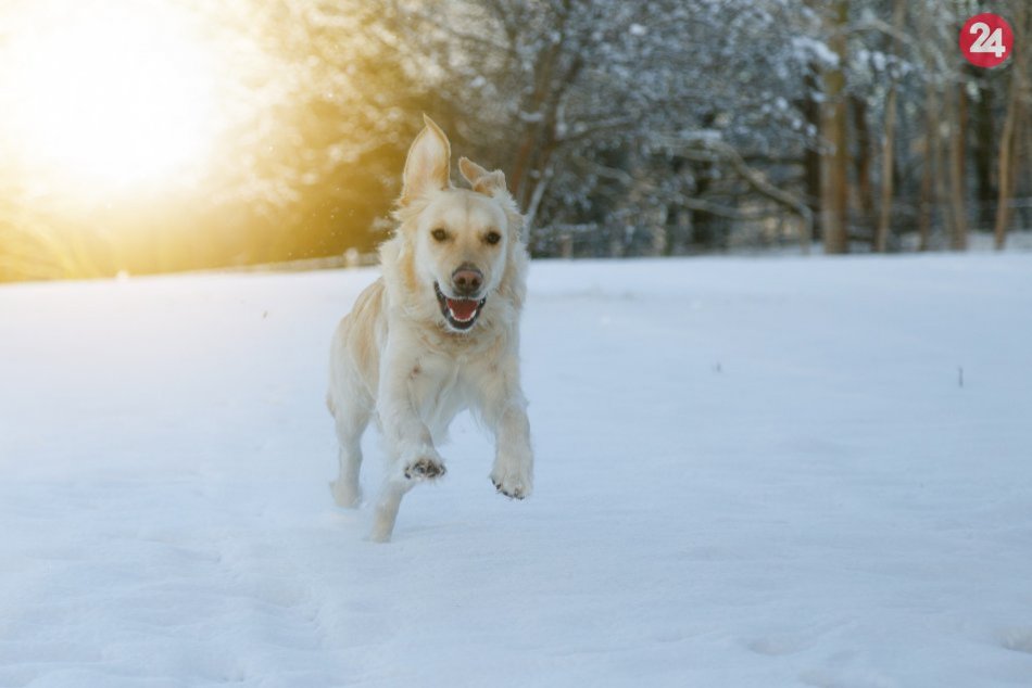 Ilustračný obrázok k článku VETERINÁR VARUJE: Posypová soľ je pre psy nebezpečná!