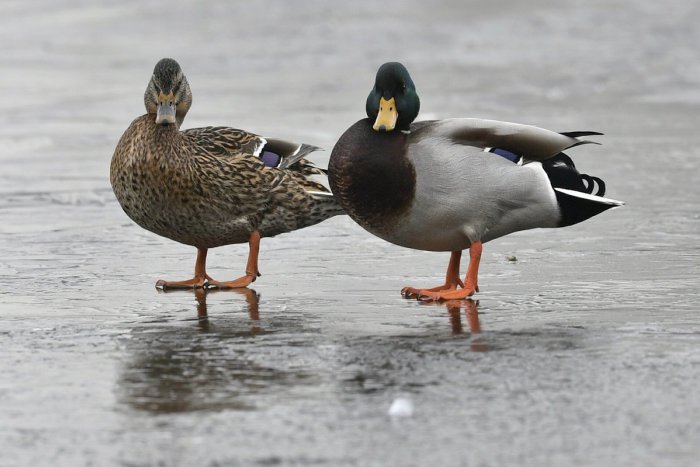 Ilustračný obrázok k článku RANNÁ ŠTVORKA: V sobotu sa oteplí na 9 stupňov, meniny majú Erik a Erika