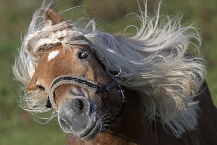 Ilustračný obrázok k článku Kuriózny zásah žilinských hasičov: Ratujú zaseknutého koňa