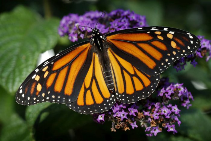 Ilustračný obrázok k článku SVET O SLOVENSKU: Vykradnúť dažďový prales? Aj to sa dá