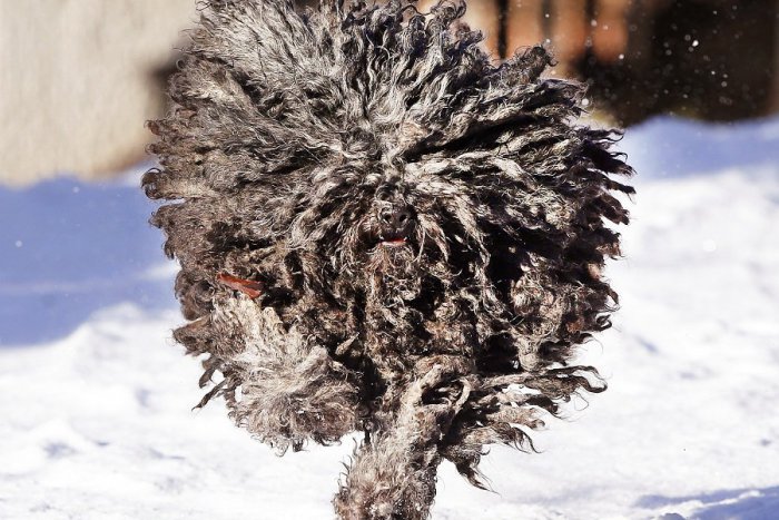 Ilustračný obrázok k článku Najzvláštnejšie plemená psov v Žiari: Pobehujú nám tu aj takíto exoti