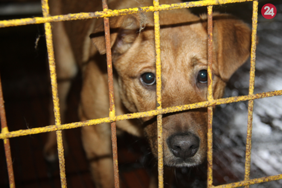 Ilustračný obrázok k článku Útulok vo Švábovciach funguje 2,5 roka: Jeho obyvatelia prosia o pomoc FOTO, VIDEO