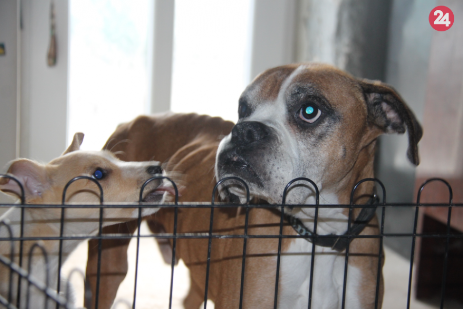 Ilustračný obrázok k článku TOP 10 bystrických ulíc z pohľadu psíčkarov: Kde žije NAJVIAC štvornohých chlpáčov?