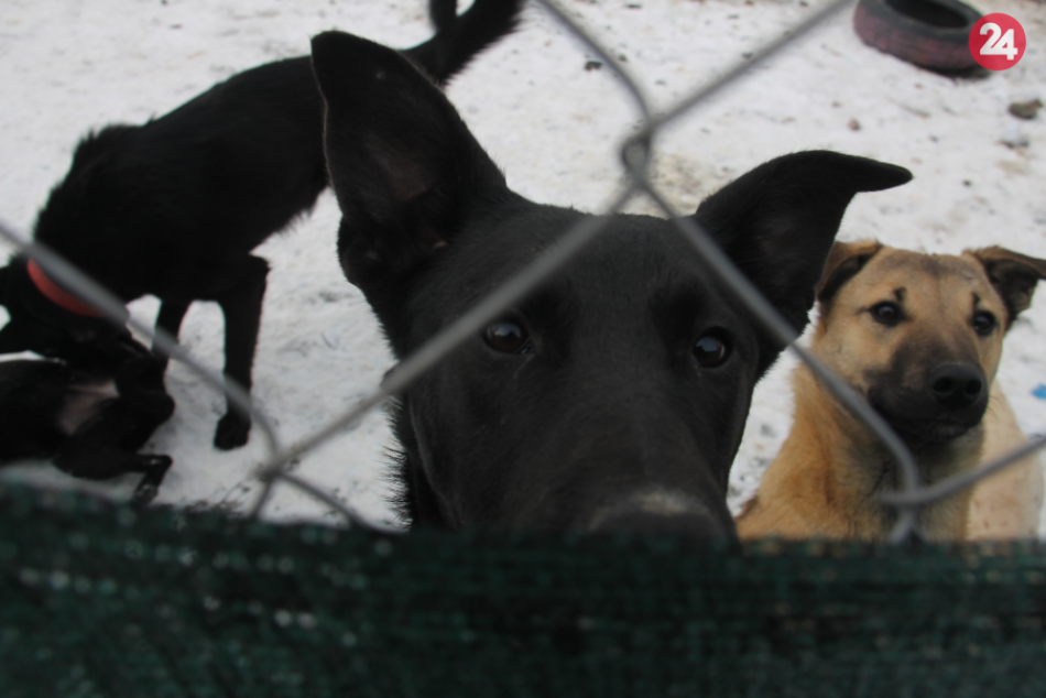 Ilustračný obrázok k článku Prešovskí mestskí poslanci: Zaoberali sa útulkom, ale aj kritizovali celkové náklady