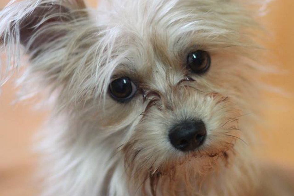 Ilustračný obrázok k článku V žilinskom útulku je aktuálne 22 psíkov: Týmto zlatíčkam môžete pomôcť