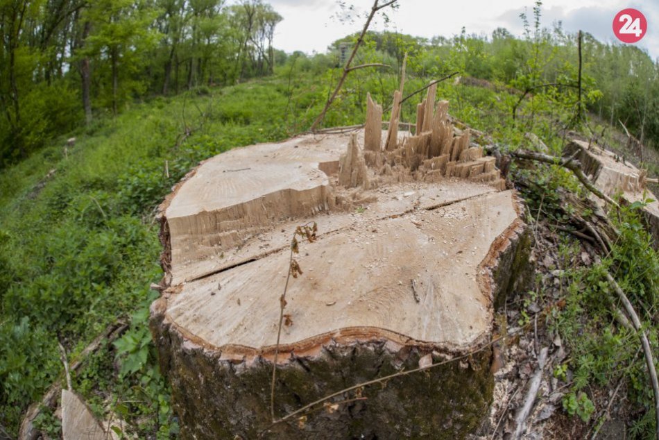Ilustračný obrázok k článku Stromy ohrozovali vodičov. Vyrúbali ich takmer šesťdesiat