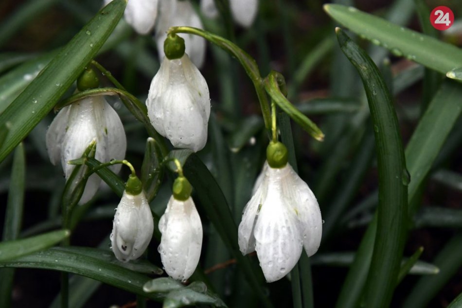 Ilustračný obrázok k článku Zimu máme za sebou, no teplotné SKOKY nás neminú: Aké počasie prinesie MAREC?