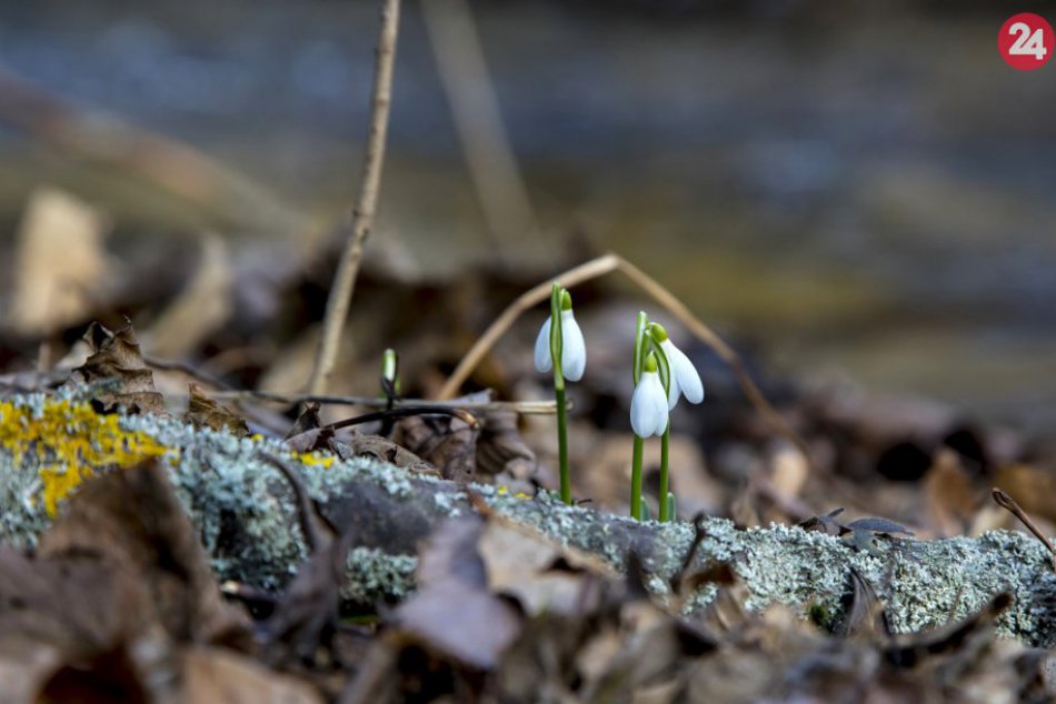 Ilustračný obrázok k článku V Bratislave už spod zeme vykúkajú prvé snežienky. Poradíme, kde ich môžete zbierať