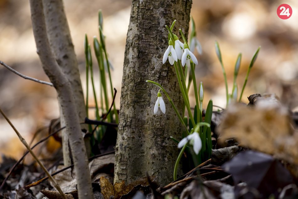 Ilustračný obrázok k článku RANNÁ ŠTVORKA: Utorok prinesie teploty do 11 stupňov, meniny má Vlasta