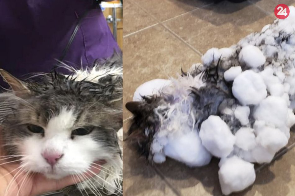 Ilustračný obrázok k článku KURIOZITA DŇA: Vyzerala ako snehová guľa, zachránili mačku celú pokrytú ľadom