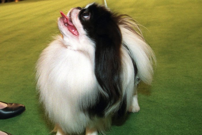 Ilustračný obrázok k článku Už ste o takých počuli? Najneobyčajnejší psi, ktorých môžete stretnúť v Michalovciach