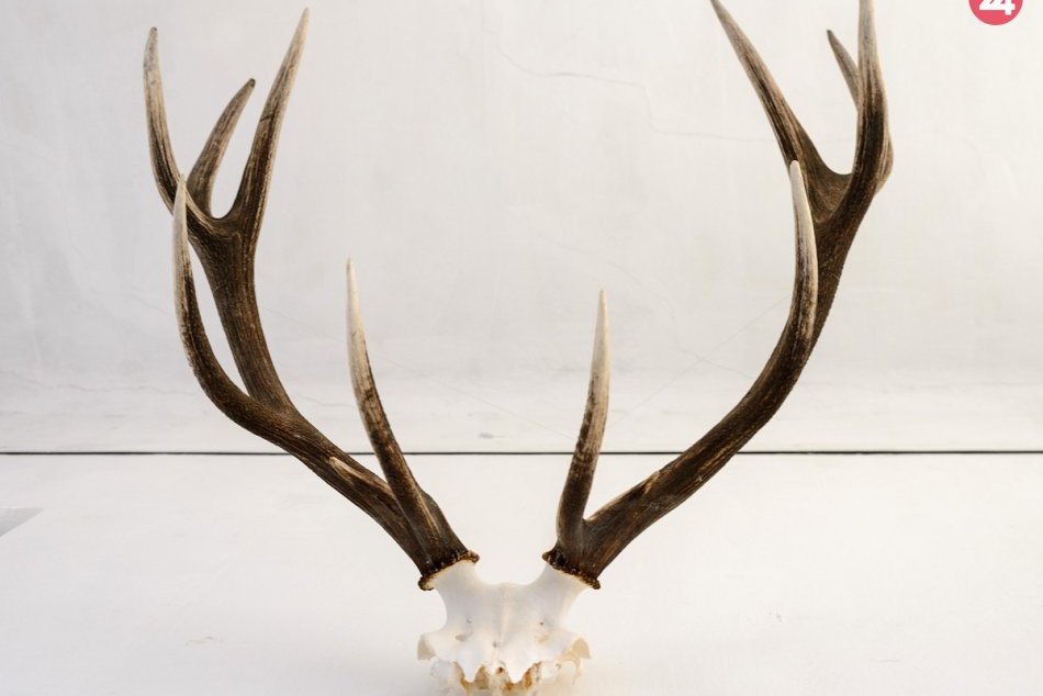 Ilustračný obrázok k článku Antonský kaštiel tento rok bez poľovníckych dní: Poznáme nové miesto