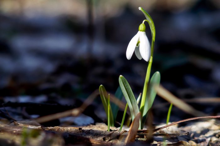 Ilustračný obrázok k článku RANNÁ ŠTVORKA: Pracovný týždeň odštartujeme slnečným počasím, meniny má Jaromír