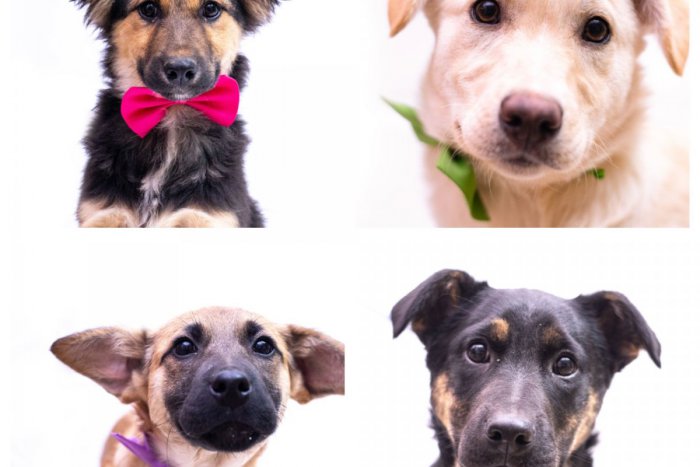 Ilustračný obrázok k článku Štyria súrodenci z útulku vo Švábovciach. Zvládli boj o život, teraz túžia po domove