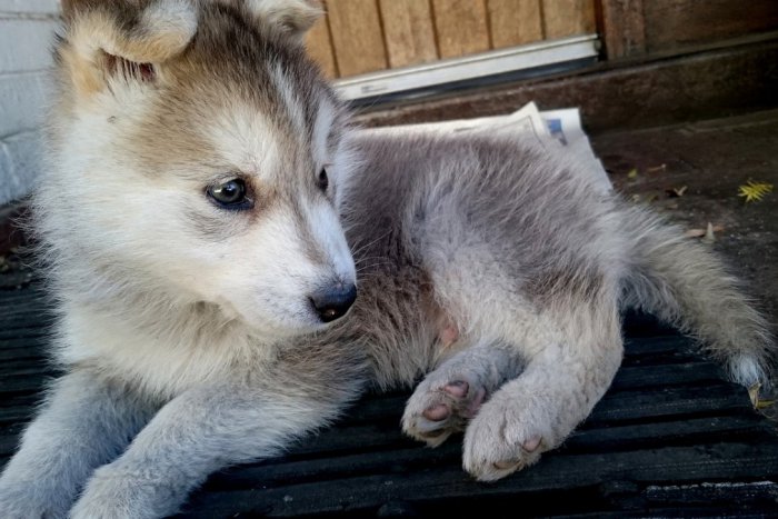 Ilustračný obrázok k článku Opitý Slovák sa postaral o medzinárodnú hanbu: Vo Viedni zneužíval šteňa na žobranie