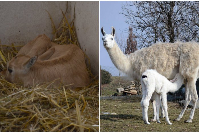 Ilustračný obrázok k článku Bratislavská ZOO sa opäť rozrástla. Zoznámte sa s prvými prírastkami v tomto roku