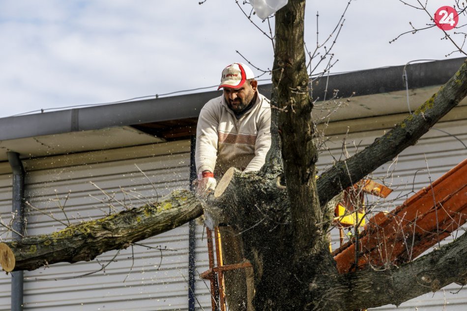 Ilustračný obrázok k článku Mesto bude verejnosť informovať o výruboch i výsadbe stromov