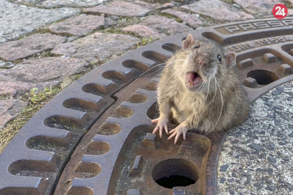 Ilustračný obrázok k článku KURIOZITA DŇA: Záchranári vyslobodzovali tučného potkana, ktorý sa zasekol v poklope