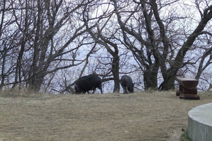 Ilustračný obrázok k článku To sa len tak nevidí: Na Pyramíde v Nitre sa voľne promenádoval párik prasiat, FOTO