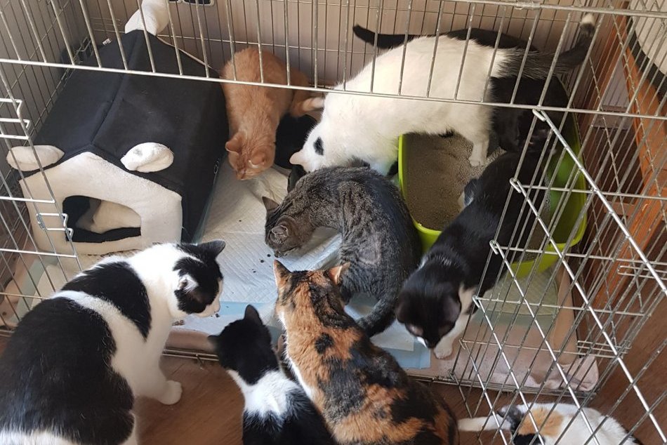 Ilustračný obrázok k článku Bystrica rozširuje spoluprácu s dobrovoľníkmi. Takto podporila kastráciu túlavých mačiek