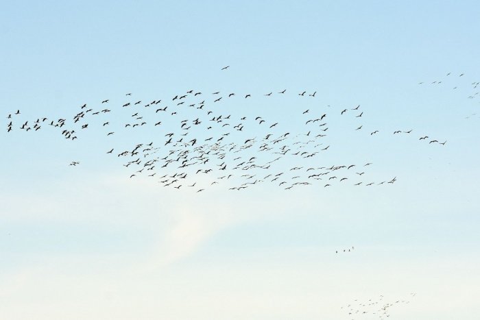 Ilustračný obrázok k článku Ponad Zemplín tiahnu tisícky žeriavov popolavých. Kam majú namierené?