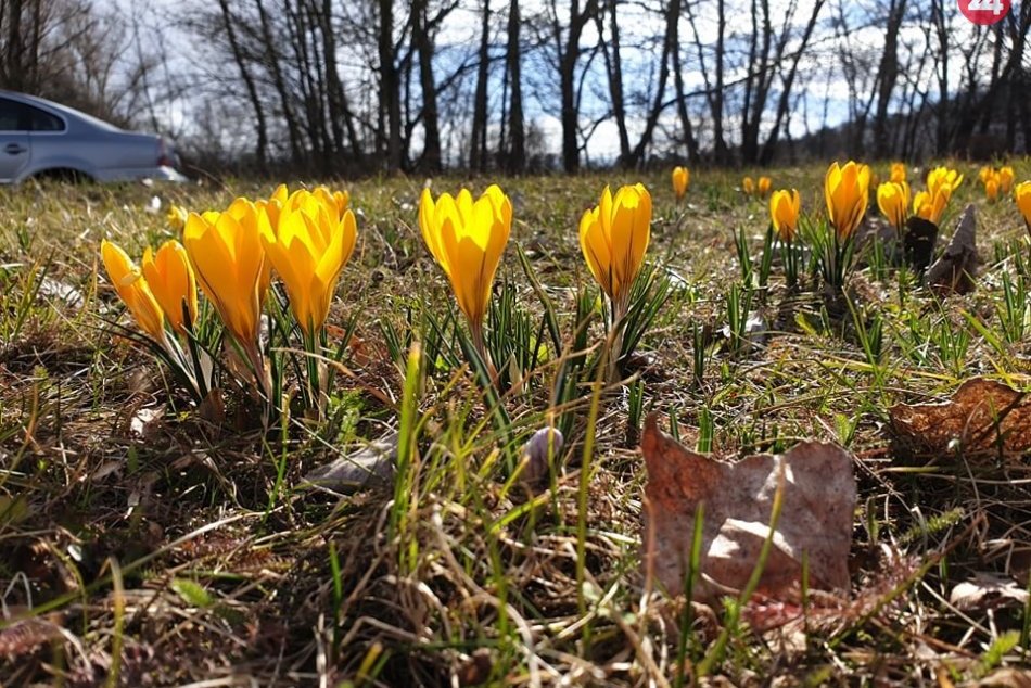 Ilustračný obrázok k článku Dúbravka kvitne na etapy. Radosť ľuďom rozdávajú krókusy, narcisy aj tulipány