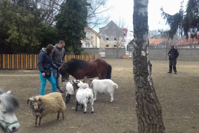 Ilustračný obrázok k článku Chorý poník Roland sa lieči: Platí prísny zákaz kŕmenia v Babičkinom dvore, FOTO
