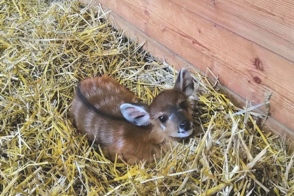 Ilustračný obrázok k článku Babyboom v bratislavskej ZOO pokračuje: Toto sú nové rozkošné prírastky