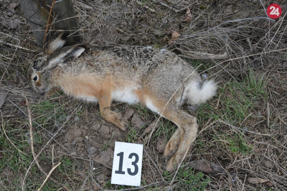 Ilustračný obrázok k článku Na polia pri Nitre niekto rozsial otrávené osivo: Zahynuli desiatky zvierat