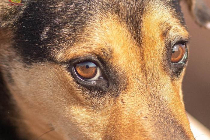 Ilustračný obrázok k článku Chlpáči vás čakajú: Zoberte si útulkáča domov, FOTO