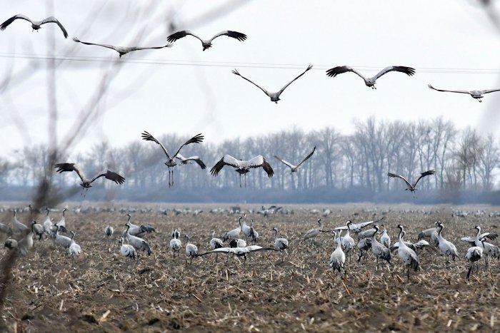 Ilustračný obrázok k článku RANNÁ ŠTVORKA: V piatok teploty klesnú na 14 °C, meniny majú Alan a Alana