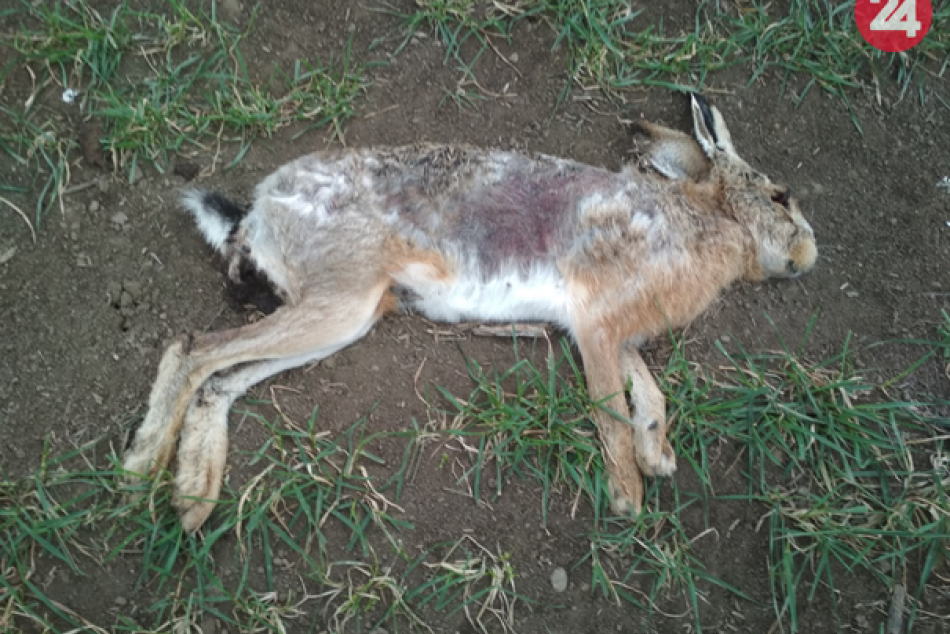 Ilustračný obrázok k článku Na poliach našli takmer 90 otrávených zvierat: Polícia varuje aj ľudí, FOTO