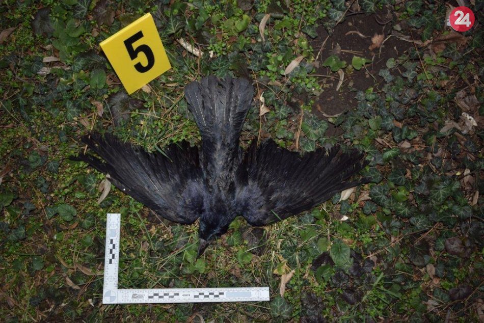 Ilustračný obrázok k článku Hrozný pohľad: V parku Janka Kráľa uhynulo chránené vtáctvo