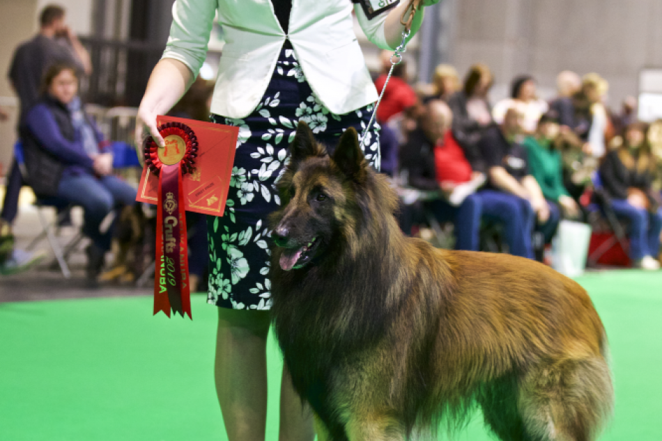 Ilustračný obrázok k článku Najväčšia výstava psov na svete: Ovčiak Jupík z Popradu sa pýši víťazstvom vo svojej triede, FOTO+VIDEO