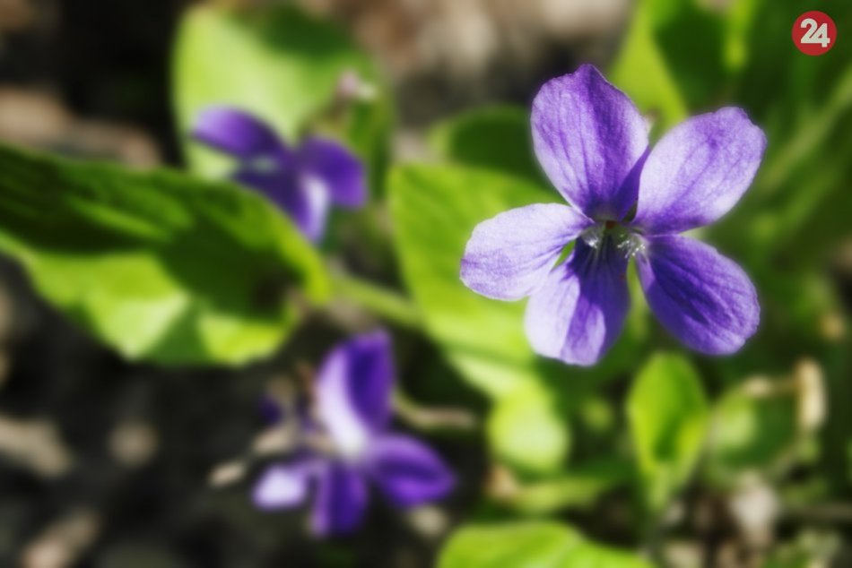 Ilustračný obrázok k článku Jedlé kvety poznali už naši predkovia: Na Slovensku ich rastú STOVKY