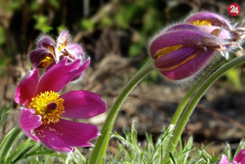 Ilustračný obrázok k článku Dúbravka bude farebnejšia, rozdávať bude letničky