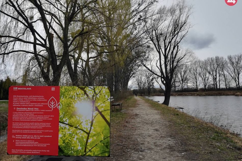 Ilustračný obrázok k článku Mesto pokračuje vo výrube stromov: Na rade je 34 drevín v havarijnom stave na Vajnorskej