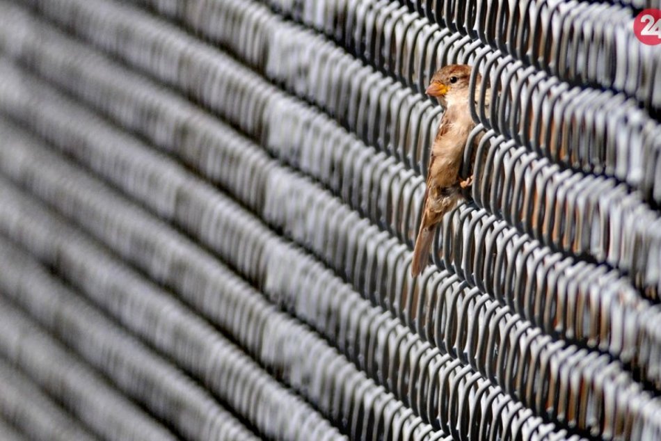 Ilustračný obrázok k článku Ornitológovia pokladajú vrabce za indikátory zdravia miest: Upozorňujú na ich úbytok