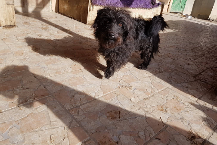 Ilustračný obrázok k článku Psí seriál s útulkáčmi pokračuje: Príďte si vybrať domáceho miláčika, FOTO