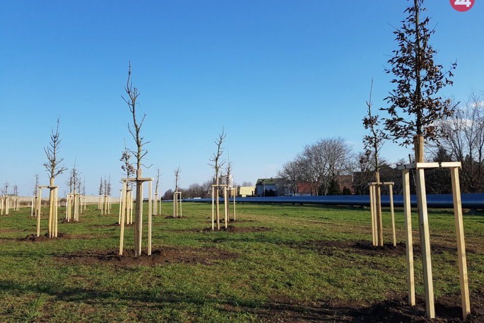 Ilustračný obrázok k článku Veľká výsadba v Žari, pribudne 90 stromov: Poznáme presné lokality