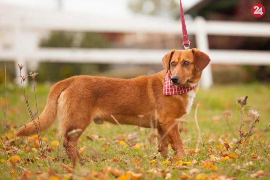 Ilustračný obrázok k článku Scoobyho vyhodili z auta v Spišskej Teplici: Originálny psík už rok a pol čaká v útulku