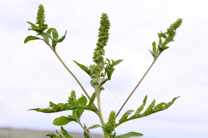 Ilustračný obrázok k článku Botanička bije na poplach: Varuje pred inváznymi rastlinami, ktoré spôsobujú alergie