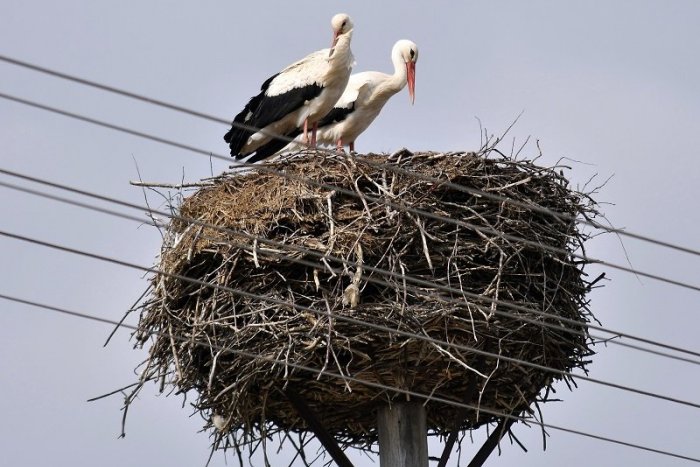 Ilustračný obrázok k článku Bocian v našej obci: Deti s ochranármi krúžkovali mladé bociany